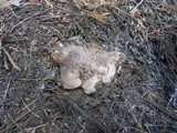 Sarcodon calvatus image