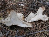 Sarcodon calvatus image