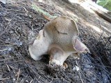 Sarcodon calvatus image