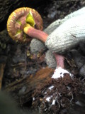 Boletellus emodensis image