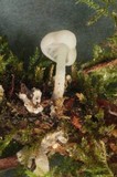 Hemimycena candida image