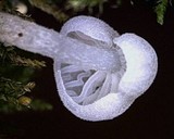 Hemimycena candida image