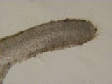 Hemimycena candida image