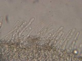 Hemimycena candida image