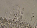 Hemimycena candida image