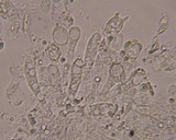 Hemimycena candida image