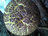 Boletellus emodensis image