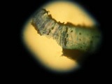 Diploschistes muscorum image