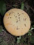 Amanita aprica image