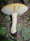 Amanita aprica image