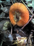 Amanita rufoferruginea image
