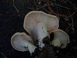 Calocybe gambosa image