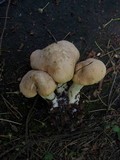 Calocybe gambosa image