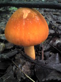 Amanita rufoferruginea image