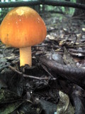 Amanita rufoferruginea image
