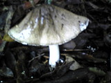 Amanita pseudoporphyria image