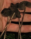 Panaeolus cinctulus image