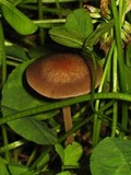 Panaeolus cinctulus image