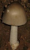 Amanita sect. Vaginatae image
