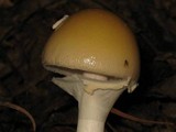 Amanita velatipes image