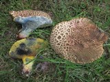 Boletus chrysenteron image