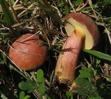 Boletus patrioticus image