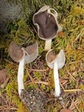 Helvella compressa image