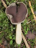 Helvella compressa image