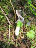 Helvella compressa image