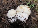 Amanita aprica image