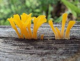 Dacryopinax spathularia image