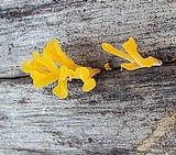 Dacryopinax spathularia image