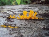 Dacryopinax spathularia image