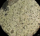 Buellia spuria image