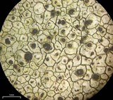 Buellia spuria image