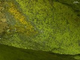 Psilolechia lucida image