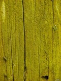 Chrysothrix xanthina image