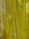 Chrysothrix xanthina image