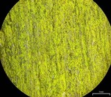 Chrysothrix xanthina image