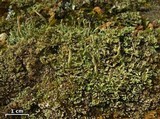 Cladonia ochrochlora image
