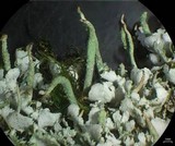 Cladonia ochrochlora image