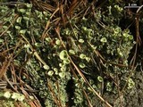 Cladonia pleurota image
