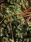 Cladonia pleurota image