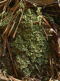 Cladonia pleurota image