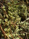 Cladonia pleurota image