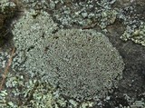 Cladonia stipitata image