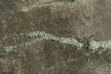 Cladonia stipitata image