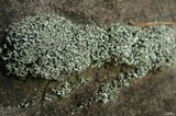 Cladonia stipitata image