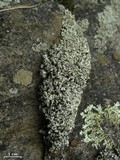 Cladonia stipitata image