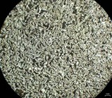 Cladonia stipitata image